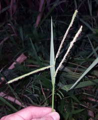 Paspalum scrobiculatum