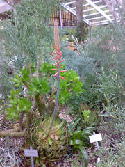 Aloe melanacantha