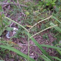 Paspalum scrobiculatum