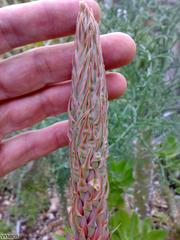 Aloe melanacantha