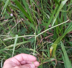 Paspalum scrobiculatum