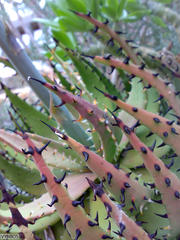Aloe melanacantha