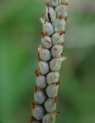 Paspalum scrobiculatum