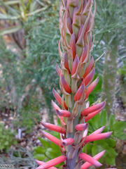Aloe melanacantha