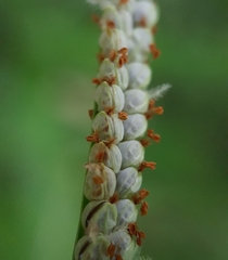 Paspalum scrobiculatum
