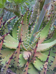 Aloe melanacantha