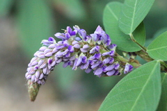 Grona heterocarpos strigosa