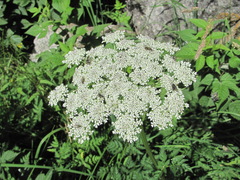 Selinum alatum