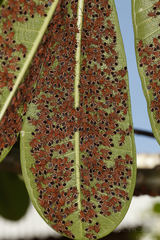 Graptostethus servus