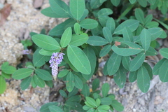Grona heterocarpos strigosa