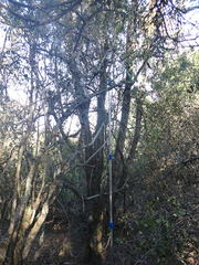 Euphorbia triangularis