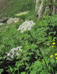 Selinum alatum