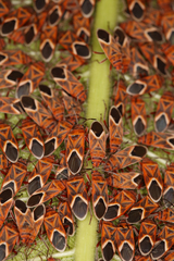 Graptostethus servus