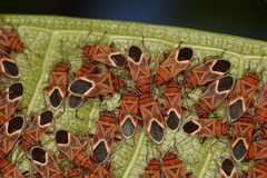 Graptostethus servus