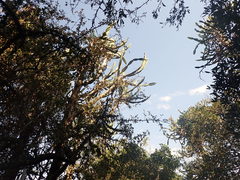 Euphorbia triangularis