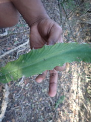 Euphorbia triangularis