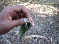 Euphorbia triangularis