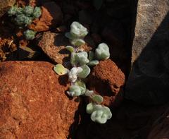 Galeomma oculus-cati