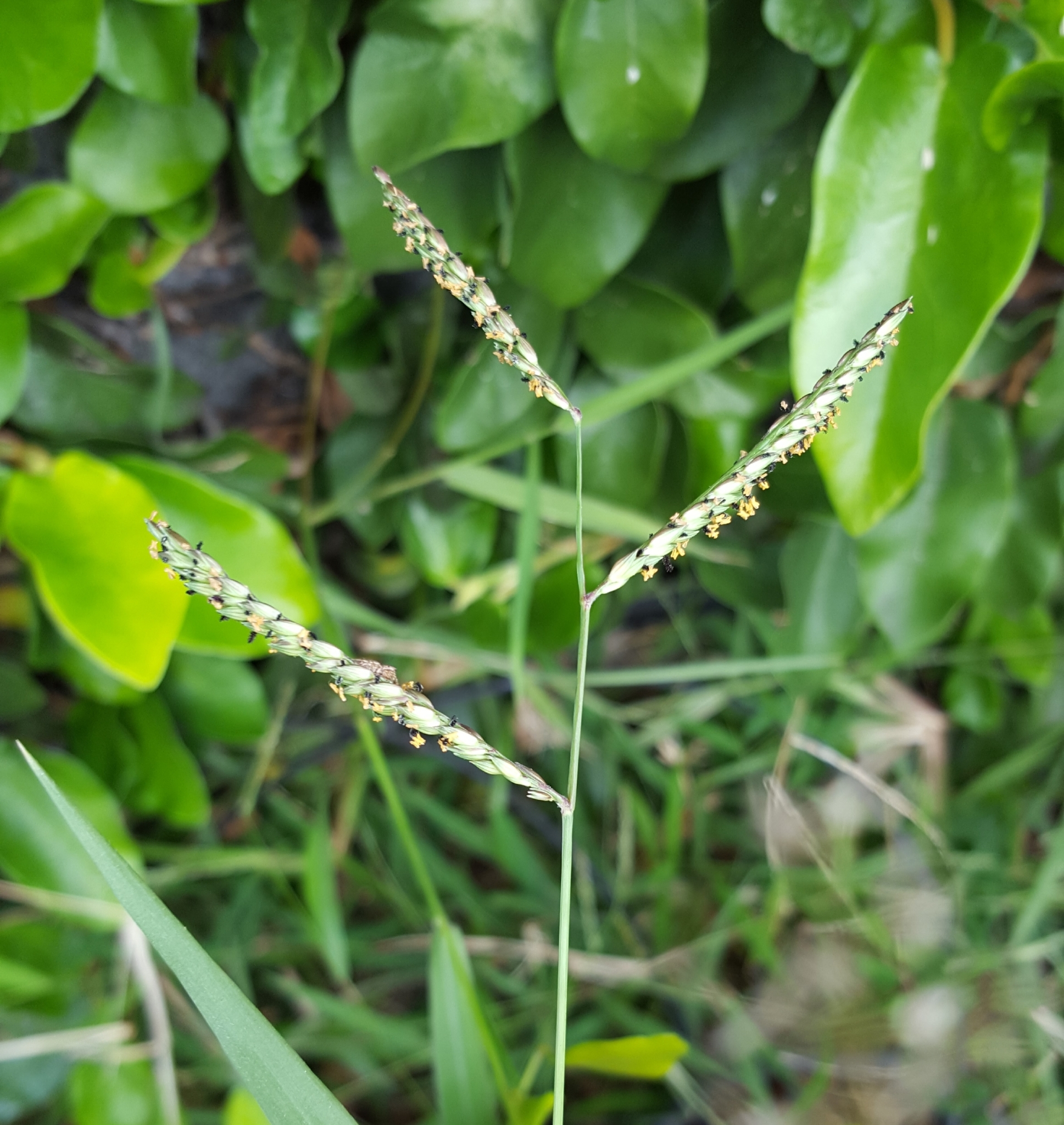 (c) François Rousseu, certains droits réservés (CC BY-NC) https://www.inaturalist.org/observations/92213029