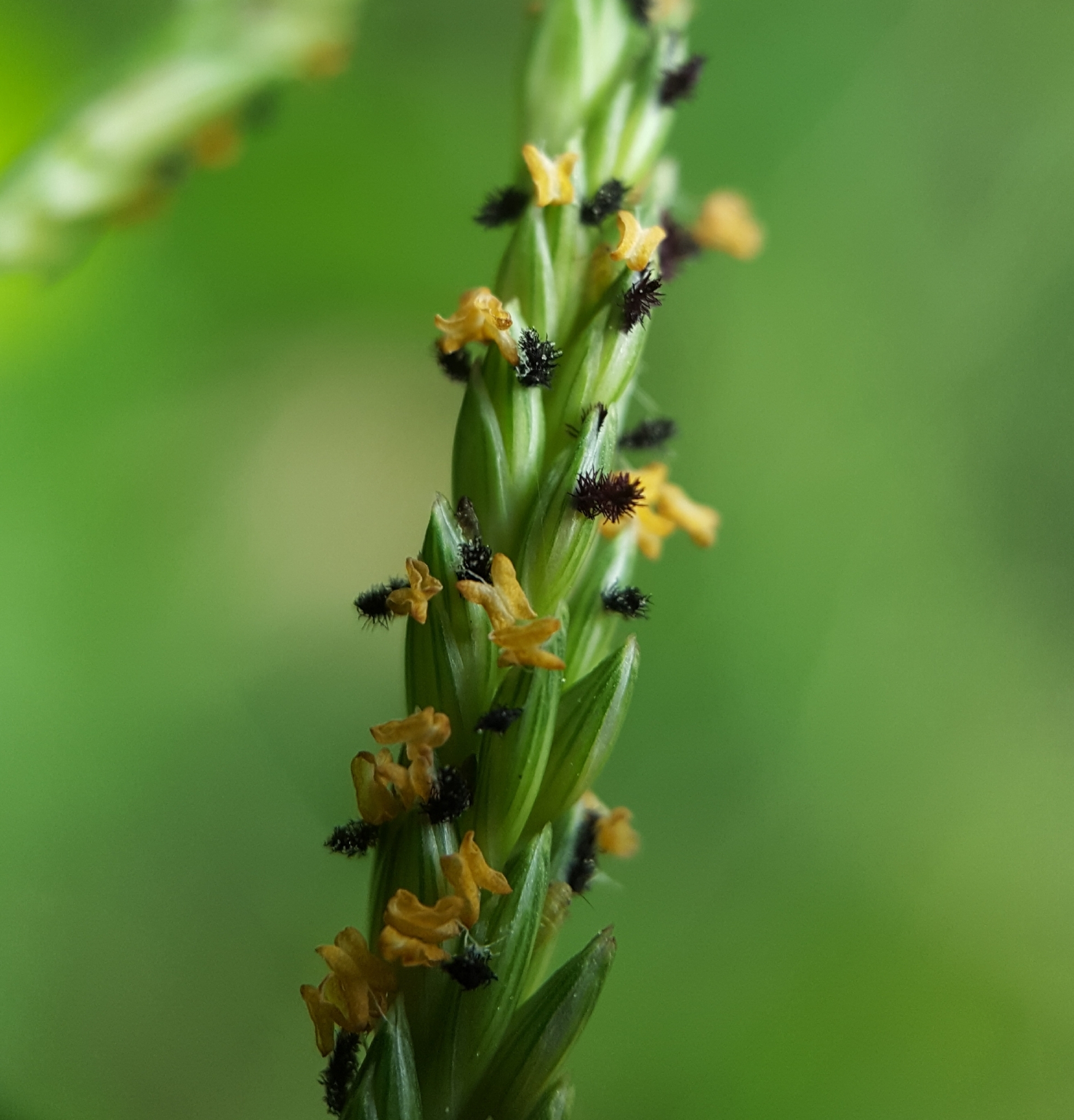 (c) François Rousseu, certains droits réservés (CC BY-NC) https://www.inaturalist.org/observations/92213029