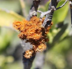 Teloschistes hypoglaucus