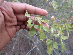 Allophylus decipiens