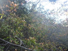 Allophylus decipiens