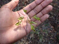 Allophylus decipiens