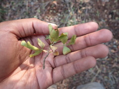 Allophylus decipiens