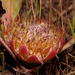 Protea acaulos - Photo (c) peterweston, algunos derechos reservados (CC BY-NC)