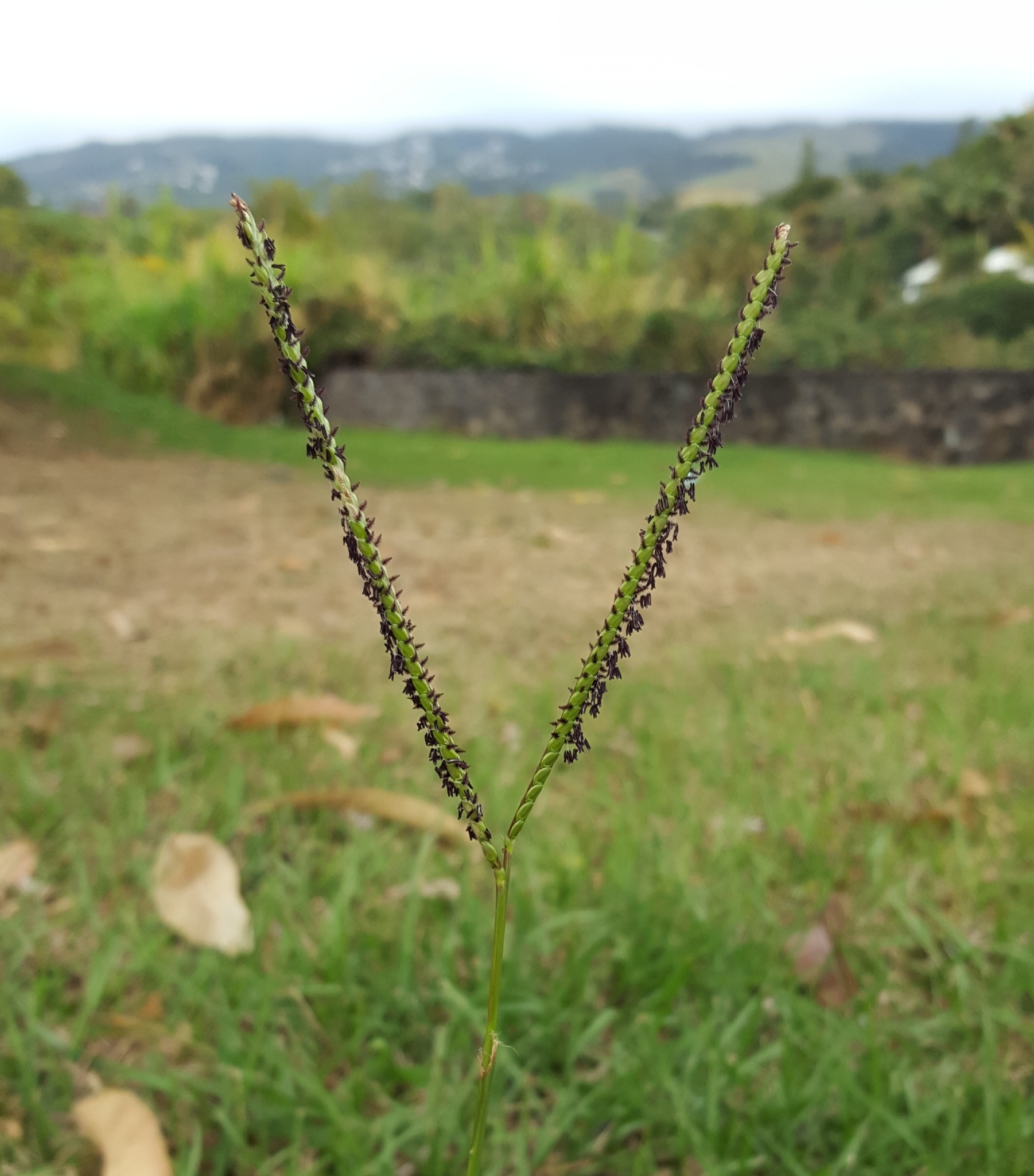 (c) François Rousseu, certains droits réservés (CC BY-NC) https://www.inaturalist.org/observations/92213127