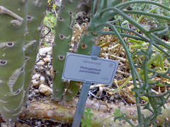 Pelargonium paniculatum