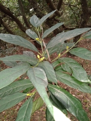 Mitriostigma axillare