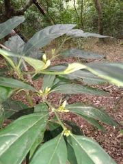Mitriostigma axillare