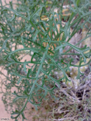 Pelargonium paniculatum