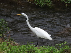 Ardea alba