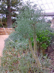 Pelargonium paniculatum