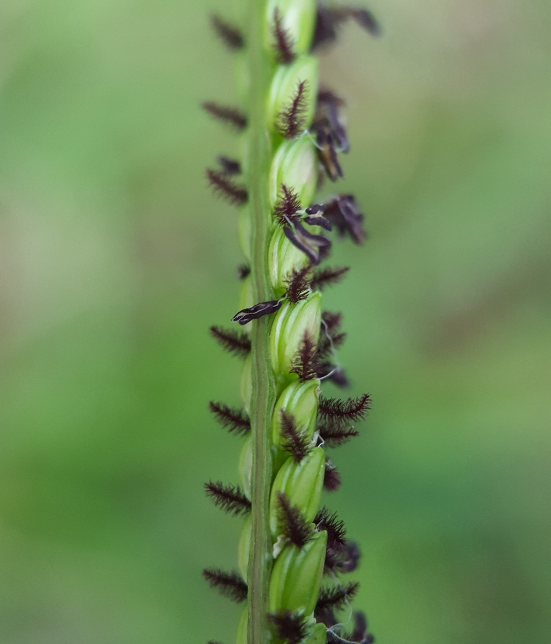 (c) François Rousseu, certains droits réservés (CC BY-NC) https://www.inaturalist.org/observations/92213127