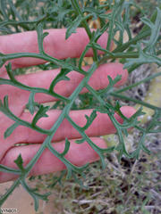 Pelargonium paniculatum