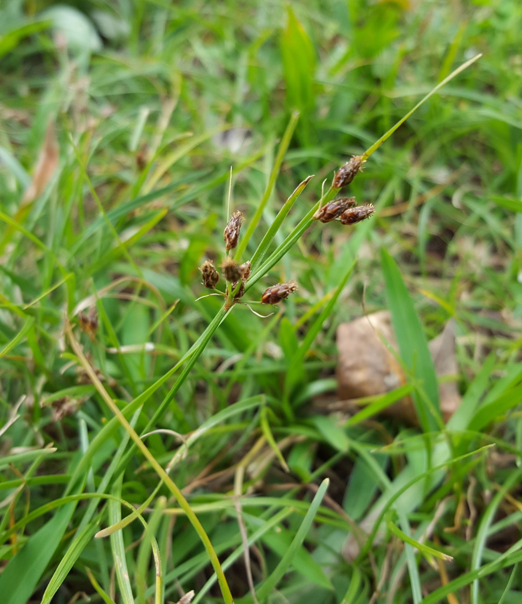 (c) François Rousseu, certains droits réservés (CC BY-NC) https://www.inaturalist.org/observations/92213240