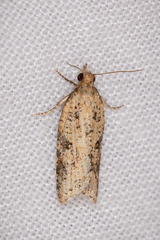 Constrictana constrictana