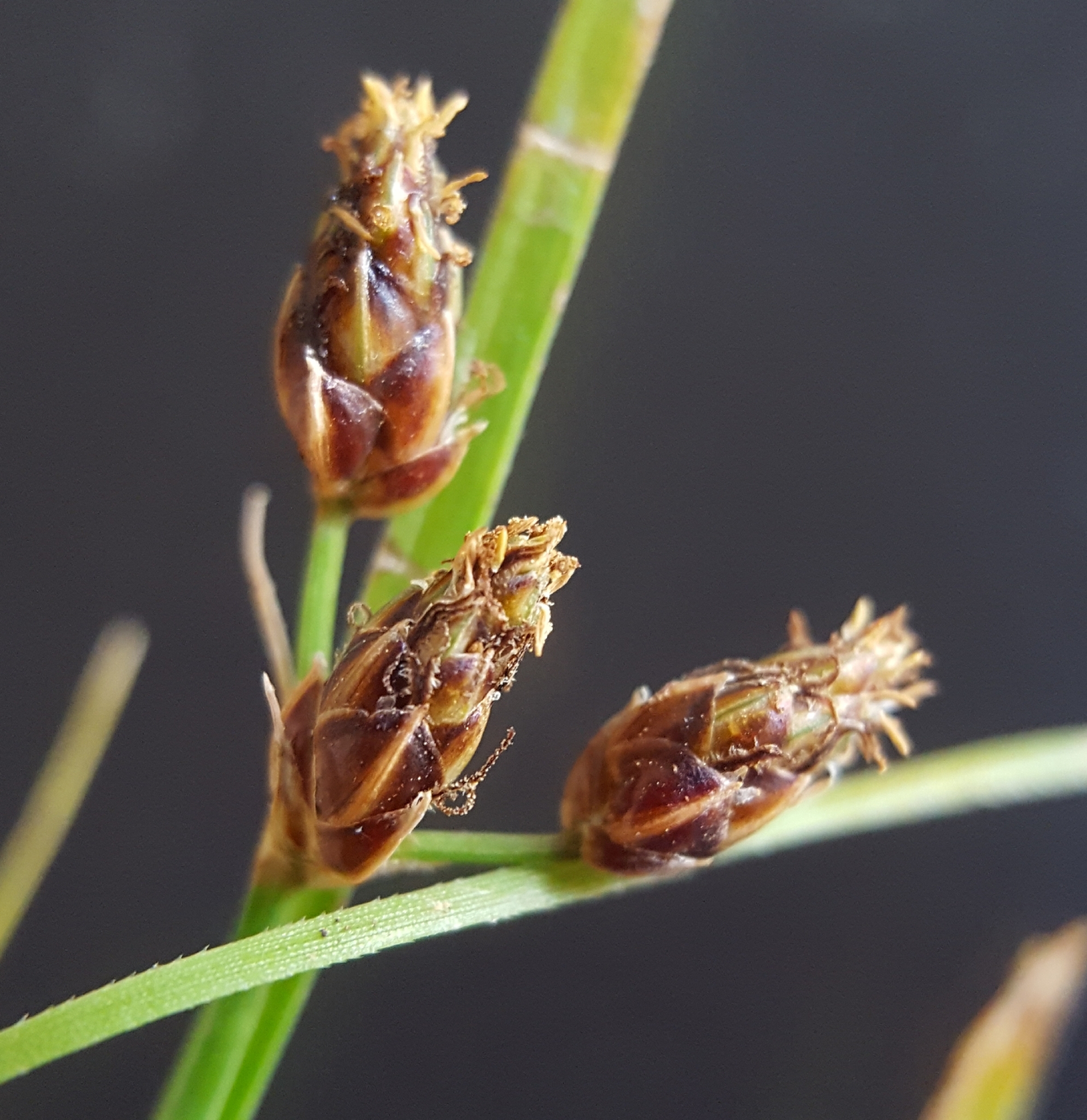 (c) François Rousseu, certains droits réservés (CC BY-NC) https://www.inaturalist.org/observations/92213240