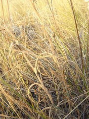 Jurinea multiflora