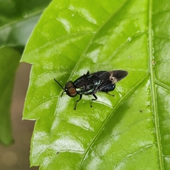 Ptilocera continua