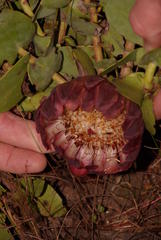 Protea amplexicaulis