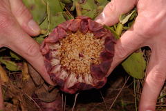 Protea amplexicaulis