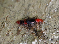 Carphurus longicollis