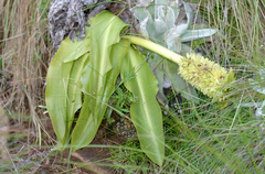 Eucomis autumnalis