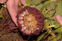 Protea amplexicaulis