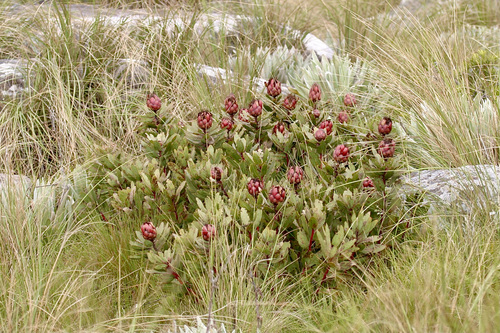 Protea inyanganiensis image